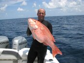 fishredsnappa 432 (Large).jpg