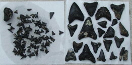 teeth090807.JPG