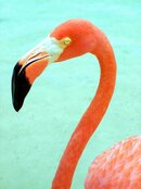 flamingo.JPG