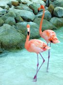 flamingo pair.JPG