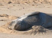 2007-09-09. Three Tables, Monk Seal, Surgy 007.jpg