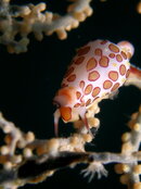 cowrie.JPG