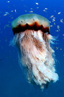 AussieMedusaJellyfish.jpg