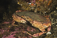 Crab.jpg