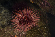 Sea urchin.jpg