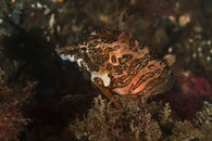 Grunt sculpin.jpg