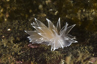 white-lined nudibranch (Dirona albolineata).jpg