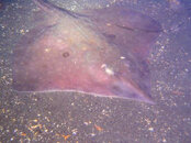 longnoseskate.jpg