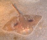 bigskate.jpg