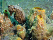 seahorse_1499.jpg