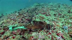 red_grouper on reef.jpg