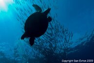 Turtle with Jack Shoal 2.jpg