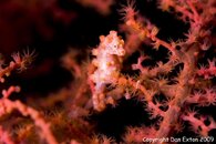 Pygmy Sea Horse 1.jpg
