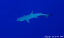 Whitetip Reef Shark in the blue.jpg