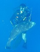 cc%2083_5_black_uw_ascent%20sw.jpg