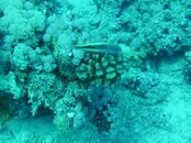 Sharm.jpg