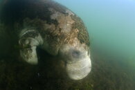 ManateeEatingBadVisibility.jpg