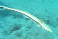 remora.jpg