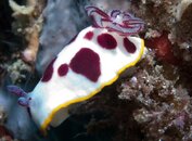 Nudibranch 1.jpg