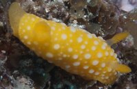 Nudibranch 2.jpg