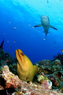 Bah2006EelandShark.jpg