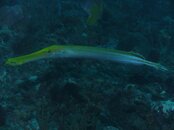 Dive instructor 051.jpg