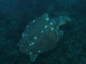Dive instructor 035.jpg