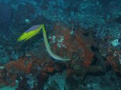Dive instructor 052.jpg