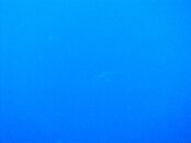 Maracaibo Great Hammerhead.jpg