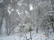 Nieve cerca de la presa la Yesca Nayarit 1.JPG