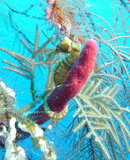 SeaHorse_FrenchCayBank_04Jul11crop.JPG