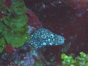 ThatsamorayGoldChainReef.JPG