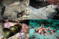 DDDB 671 horn shark sm.jpg