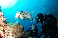 diving-689831_1920.jpg