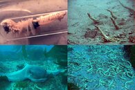 DDDB 672 chaetopterus sm.jpg