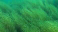 Sargassum horneri dense 01.jpg