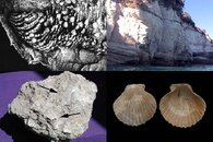 DDDB 673 fossil catalina sm.jpg