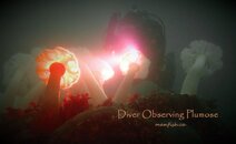 diver observing plumose.jpg