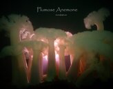 plumose anemone.jpg