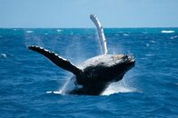 baleen_humpback_whale_in_the_ocean_600.jpg