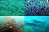 DDDB 675 baitfish bye bye sm.jpg