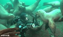 becky face to face with sea lions fantasea wm sm.jpg