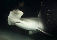 Hammerhead_Night Dive (1).jpg