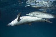 Spotted Dolphin (4).jpg