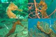 DDDB 678 seahorse pt 2sm.jpg