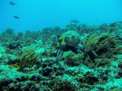 Tortugas 1 (2).jpg