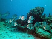 Atlantic Spadefish.JPG