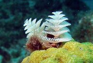 Christmas Tree Worms.jpg