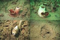 DDDB 681 piddock clam sm.jpg