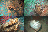 DDDB 683 winged pearl oyster sm.jpg